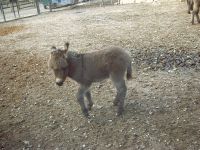 klick to zoom: Esel, Equus asinus asinus, Copyright: juvomi.de