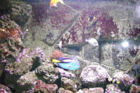 klick to zoom: Paletten-Doktorfisch, Paracanthurus hepatus, Copyright: juvomi.de
