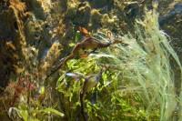 klick to zoom: Gemeiner Fetzenfisch, Phyllopteryx taeniolatus, Copyright 2002: juvomi.de