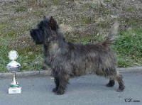 klick to zoom: Cairn Terrier, Copyright: LACH Gabriele