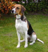 klick to zoom: Foxhound, English, Copyright: Griffiths
