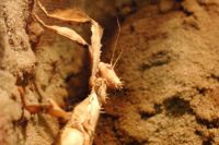 klick to zoom: Australische Gespenstheuschrecke, Extatosoma tiaratum, Copyright: juvomi.de