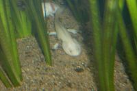 klick to zoom: Axolotl, Ambystoma mexicanum, Copyright: juvomi.de