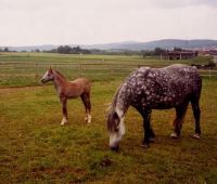 klick to zoom: Connemara-Pony, Copyright: Kreuzer