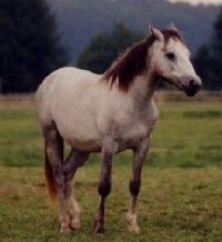 klick to zoom: Connemara-Pony, Copyright: Kreuzer