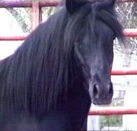 klick to zoom: Dales Pony, Copyright: Wagner