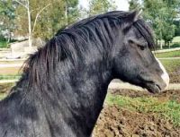 klick to zoom: Welsh Pony, Sektion A, Copyright: Hahn