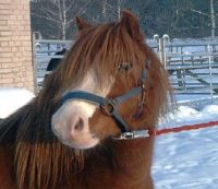 klick to zoom: Welsh Pony, Sektion A, Copyright: Hahn