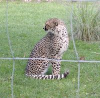 klick to zoom: Gepard, Acinonyx jubatus, Copyright: juvomi.de