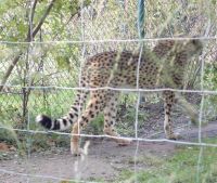 klick to zoom: Gepard, Acinonyx jubatus, Copyright: juvomi.de