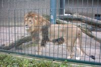 klick to zoom: Lwe, Panthera leo, Copyright: juvomi.de
