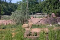 klick to zoom: Lwe, Panthera leo, Copyright: juvomi.de