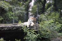 klick to zoom: Allgemeines ber Raubtiere, Sibirischer Tiger, Copyright 2002: juvomi.de