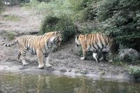 klick to zoom: Sibirischer Tiger, Panthera tigris altaica, Copyright: juvomi.de