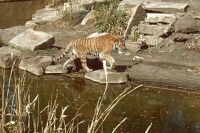 klick to zoom: Sibirischer Tiger, Panthera tigris altaica, Copyright: juvomi.de