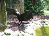 klick to zoom: Andenkondor, Vultur gryphus, Copyright: juvomi.de