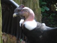 klick to zoom: Andenkondor, Vultur gryphus, Copyright: juvomi.de