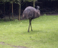 klick to zoom: Emu, Dromaius novaehollandiae, Copyright: juvomi.de