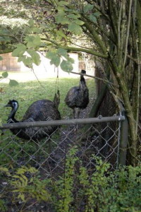 klick to zoom: Emu, Dromaius novaehollandiae, Copyright: juvomi.de
