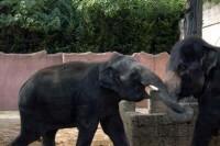 klick to zoom: Allgemeines ber Wildtiere, Asiatischer Elefant (junior), Copyright: juvomi.de