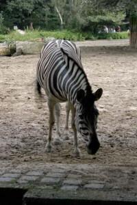 klick to zoom: Zebra, Equus quagga, Copyright: juvomi.de