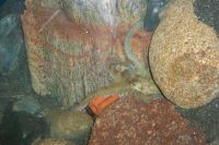 klick to zoom: Gemeiner Krake, Octopus vulgaris, Copyright: juvomi.de