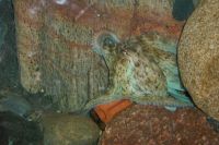 klick to zoom: Gemeiner Krake, Octopus vulgaris, Copyright: juvomi.de